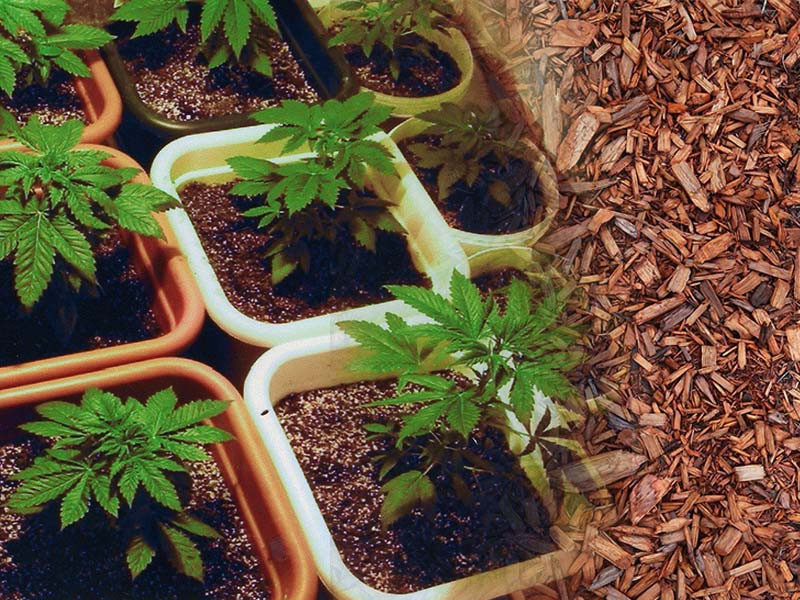 Какие преимущества есть у мульчи при выращивании марихуаны Мульча и гровинг конопли